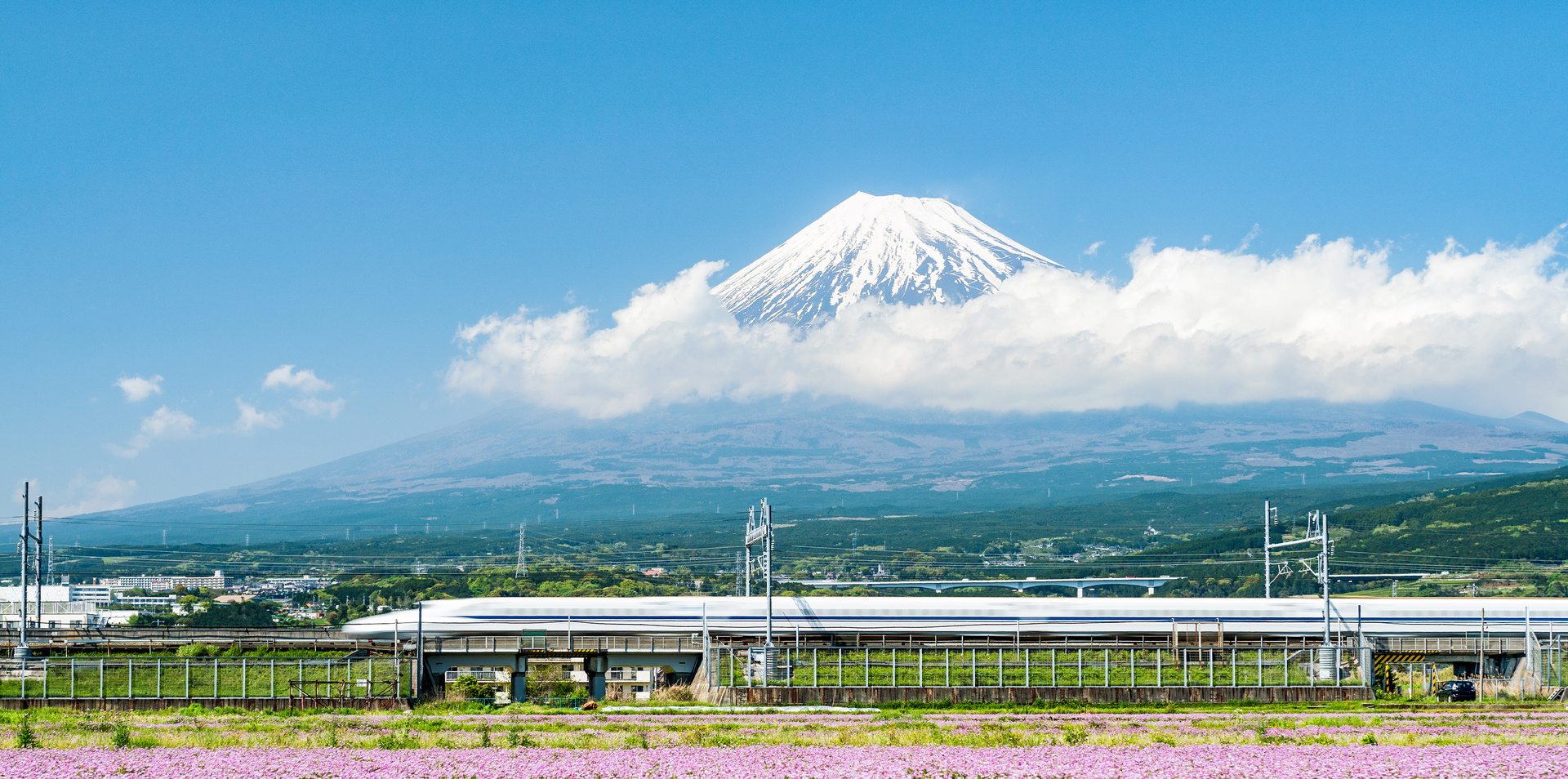 Japan Voyage with Cosmos Flowers & Mount Fuji